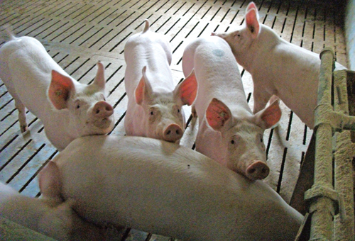 Schweinemast